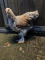 2 mooie brahma blauwzalm hennen, Dieren en Toebehoren, Pluimvee, Vrouwelijk, Kip