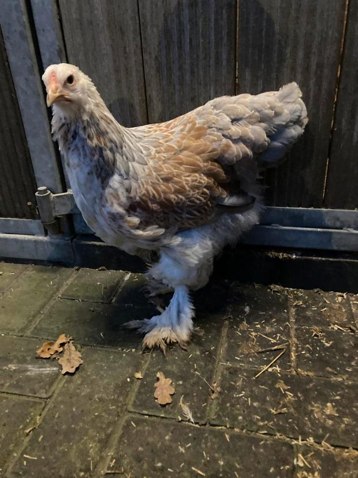 2 mooie brahma blauwzalm hennen, Dieren en Toebehoren, Pluimvee, Kip, Vrouwelijk