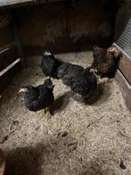 6 wyandottekrielhennen, Dieren en Toebehoren, Pluimvee, Meerdere dieren, Kip