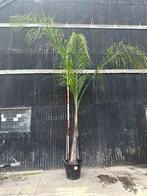 Palmboom hoogte 400cm, Zomer, Volle zon, Ophalen, Palmboom