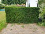 Gratis taxus haag, Tuin en Terras, Ophalen, Taxus, Haag, 100 tot 250 cm