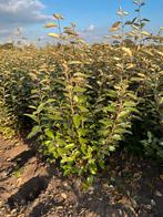 Olijfwilg (Elaeagnus ebbingei) - Winterhard!, Herfst, Overige soorten, 100 tot 250 cm, Ophalen