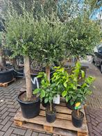 Olijfbomen diverse maten,  gratis thuisbezorgd in/om Hsum, Ophalen of Verzenden, 100 tot 250 cm, Olijfboom, Zomer