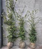 Groene beukenhagen met kluit, Ophalen