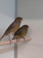 Diverse kleuren kanaries, Meerdere dieren