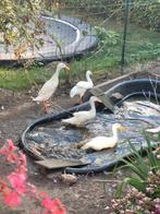 Witte Indische loopeenden, Geslacht onbekend, Eend