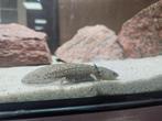 Axolotl wildkleur (Ambystoma mexicanum), Amfibie, 0 tot 2 jaar