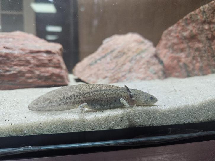 Axolotl wildkleur (Ambystoma mexicanum), Dieren en Toebehoren, Reptielen en Amfibieën, Amfibie, 0 tot 2 jaar