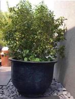 Grote geglazuurde bloempotten 90cm vorstbestendig, 40 cm of meer, Rond, Nieuw, Ophalen of Verzenden