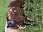 2 bonte dekrammen, Dieren en Toebehoren, Schapen, Geiten en Varkens, Mannelijk, Schaap