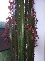 Afrikaanse melkboom euphorbia ca 1.50m hoog, Cactus, Ophalen