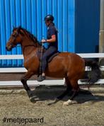 Verzorger gezocht, Dieren en Toebehoren, Ophalen of Verzenden