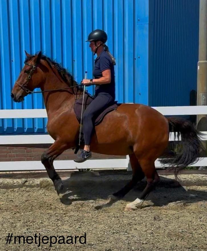 Verzorger gezocht, Dieren en Toebehoren, Paarden en Pony's | Overige Paardenspullen, Ophalen of Verzenden