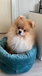 Pomeranian Bearface Dekreu NIET TE KOOP️❗️FCI stamboom, Dieren en Toebehoren, Honden | Dekreuen, Rabiës (hondsdolheid), Buitenland