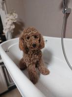 Toypoedel / Toy Poedel teefje, Dieren en Toebehoren, Honden | Chihuahua's en Gezelschapshonden, Poedel, Fokker | Hobbymatig, 15 weken tot 1 jaar