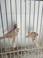 Enkele mannen bandvinken, Mannelijk, Tropenvogel