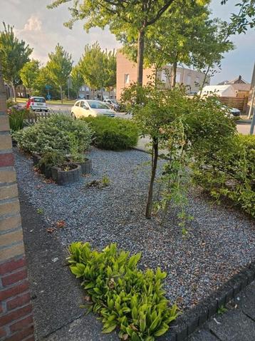 GRATIS planten/boompjes en struiken beschikbaar voor biedingen