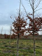 Groene beuken bomen te koop, laatste kans!, Tuin en Terras, Planten | Bomen, Ophalen, Bloeit niet, Volle zon, Overige soorten