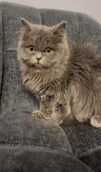 Britse korthaar kitten assenede België, Dieren en Toebehoren, Kattenspeelgoed, Ophalen, Zo goed als nieuw, Overig speelgoed