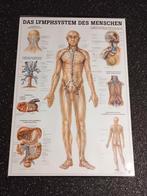 Anatomie poster van de lymfevaten en huid, Natuur en Biologie, Ophalen of Verzenden