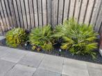 3x Europese dwergpalm, Ophalen, Vaste plant, Overige soorten