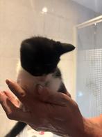 2 kittens te koop