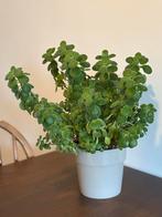 CUBAN OREGANO / MEXICAN MINT – Fresh Cuttings (Stekjes)!, Tuin en Terras, Planten | Tuinplanten, Vaste plant, Ophalen of Verzenden