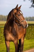 Betrouwbare Verzorger Gezocht, Dieren en Toebehoren, Paarden en Pony's | Overige Paardenspullen, Ophalen