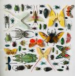 Werelds insecten in lijst 50X50, Overige typen, Overige soorten, Ophalen of Verzenden, Zo goed als nieuw