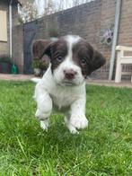 Super mooi nestje Engelse springer spaniel pups, Dieren en Toebehoren, Honden | Retrievers, Spaniëls en Waterhonden, Parvo, 8 tot 15 weken