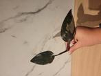philodendron red anderson stekken, Huis en Inrichting, Kamerplanten, Ophalen of Verzenden, Halfschaduw, Minder dan 100 cm