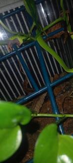 Trimeresurus vogeli 0.1, Dieren en Toebehoren, Reptielen en Amfibieën, Slang