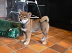 Shiba inu teefje - geteste ouders en stamboom, Dieren en Toebehoren, België, Fokker | Hobbymatig, Overige rassen, CDV (hondenziekte)