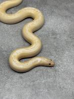 Koppel keniaanse zandboas eryx colubrinus, Slang, 3 tot 6 jaar