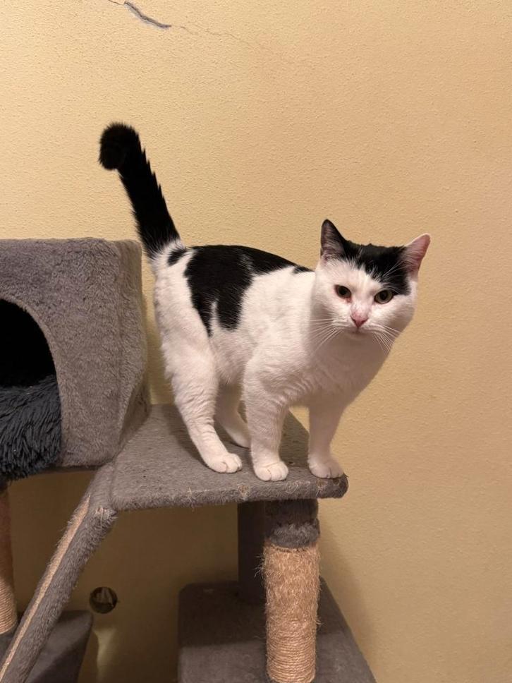 BETTY 2jr. Roemenië Uitstekend gezelschap/gemakkelijk, Dieren en Toebehoren, Katten en Kittens | Overige Katten, Kortharig, Poes