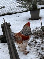 Grote mooie brahma haan, Dieren en Toebehoren, Mannelijk, Kip