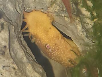 mooie albino man beschikbaar voor biedingen