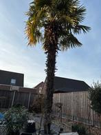 Palmboom, Zomer, Palmboom, 400 cm of meer, Ophalen