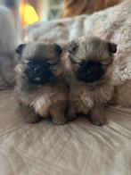 Pomeriaan pups, Dieren en Toebehoren, Rabiës (hondsdolheid), Overige rassen, 8 tot 15 weken, Meerdere
