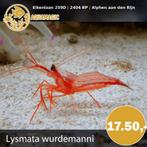 garnaal, Dieren en Toebehoren, Vissen | Aquariumvissen, Kreeft, Krab of Garnaal, Zoutwatervis