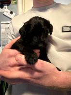 Foxdoodle puppies (Foodle), Overige rassen, Meerdere, Meerdere dieren, Nederland