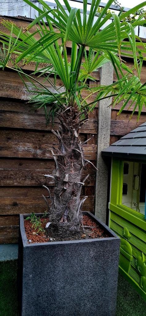 Palmboom 1 meter STAM, inclusief pot, Tuin en Terras, Planten | Bomen, Palmboom, 100 tot 250 cm, Halfschaduw, Bloeit niet, In pot