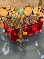 Droogbloemen in vaasjes - Set van 24, Ophalen, Gebruikt
