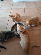 Kittens, Meerdere dieren