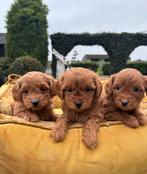 Maltipoo pups, Nederland, Overige rassen, 8 tot 15 weken, Meerdere
