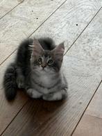 Maine coon kittens XXL, Dieren en Toebehoren, Kater, Gechipt, 0 tot 2 jaar