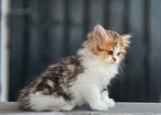 Ragdoll x Britse korthaar katertje, Dieren en Toebehoren, Poes, Ontwormd