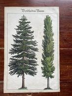 litho Verschiedene Baum 1839 Duits, Antiek en Kunst, Ophalen of Verzenden