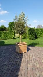 Hardhouten of douglas plantenbakken ( gratis thuisbezorgd ), Nieuw, Tuin, 60 cm of meer, Minder dan 60 cm