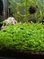 Blauwe garnalen, Kreeft, Krab of Garnaal